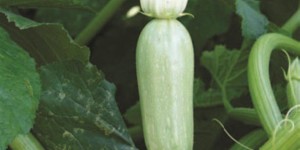 Zucchini - كوسا