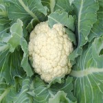 Cauliflower - قرنبيط
