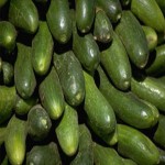 Cucumbers - الخيار