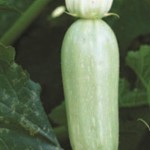 Zucchini - كوسا